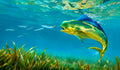 Mahi Mahi